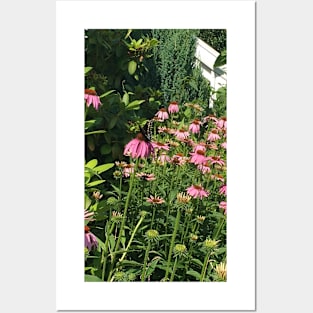 Butterfly on  Echinacea Posters and Art